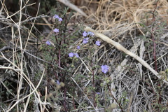 Phacelia distans