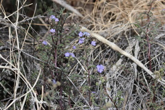 Phacelia distans