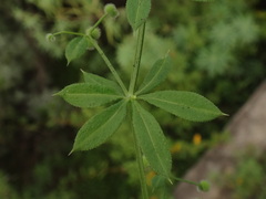 Galium aparine