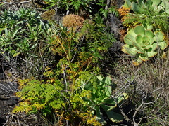 Todaroa aurea subsp. suaveolens image