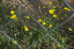 Sonchus tenerrimus