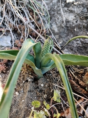 Muscari comosum