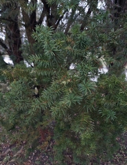 Taxus baccata