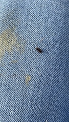 Notiophilus sylvaticus