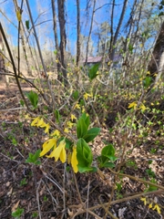 Forsythia suspensa