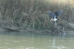 Leptoptilos javanicus