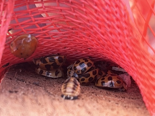 Asian Lady Beetle photographed in Georgia