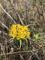 Barkleyanthus salicifolius