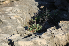 Limonium ovalifolium