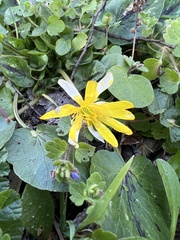 Ranunculoideae