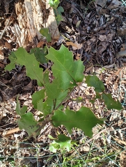 Quercus × ganderi