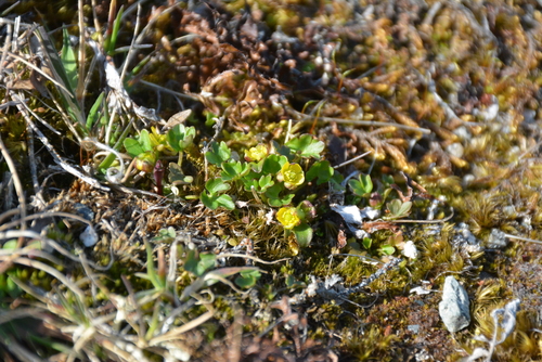 Ranunculus pygmaeus iNat (1)