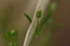 Frankliniella