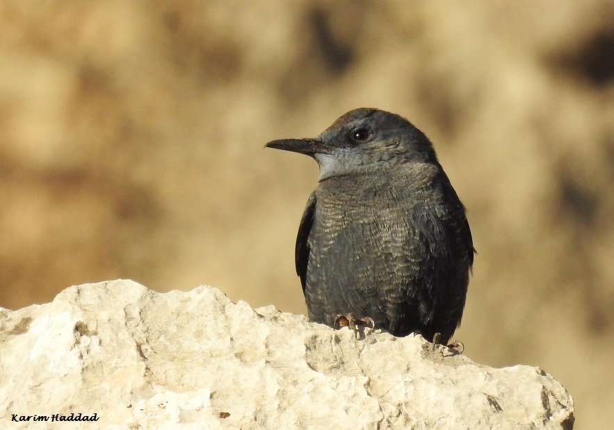 Blue Rock-Thrush (solitarius/longirostris)