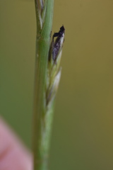Ustilago tritici