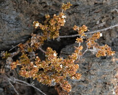 Spermacoce divaricata