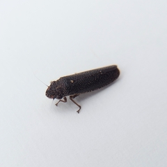 Paraulacizes irrorata