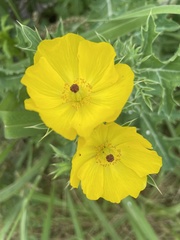 Argemone mexicana