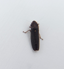 Paraulacizes irrorata