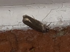 Agonopterix heracliana