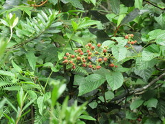 Rubus urticifolius