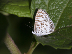 Leptotes cassius