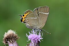 Satyrium w-album