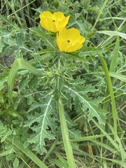 Argemone mexicana