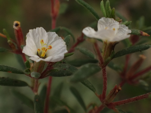Frankenia ericifolia (Frankenia ericifolia)