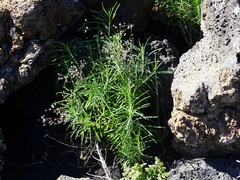 Phagnalon umbelliforme