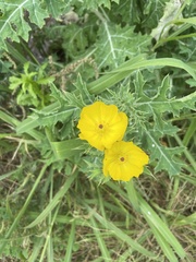 Argemone mexicana