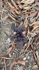 Salvia lyrata