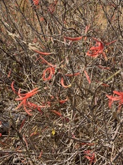 Anisacanthus quadrifidus
