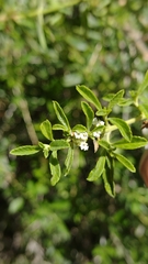 Lippia turbinata