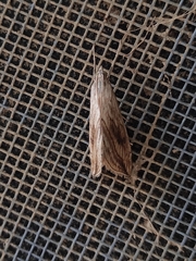 Evergestis forficalis