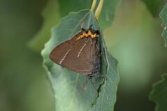 Satyrium w-album
