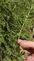 Lippia turbinata