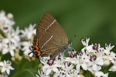 Satyrium w-album