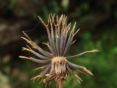 Bidens pilosa image