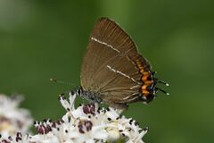 Satyrium w-album