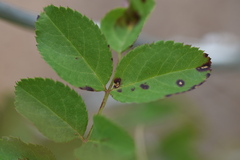 Rosisphaerella rosicola