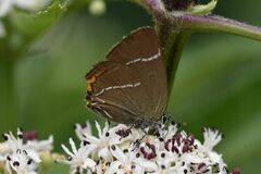 Satyrium w-album
