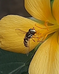 Ischiodon scutellaris