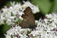 Satyrium w-album