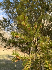 Taxus baccata