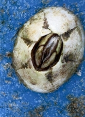 Amphibalanus amphitrite