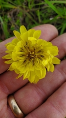 Pyrrhopappus pauciflorus