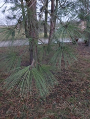 Pinus strobus