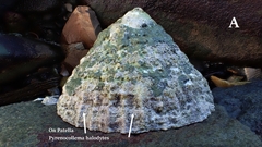 Pyrenocollema halodytes