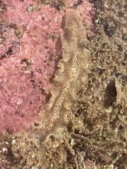 Enchiridium punctatum